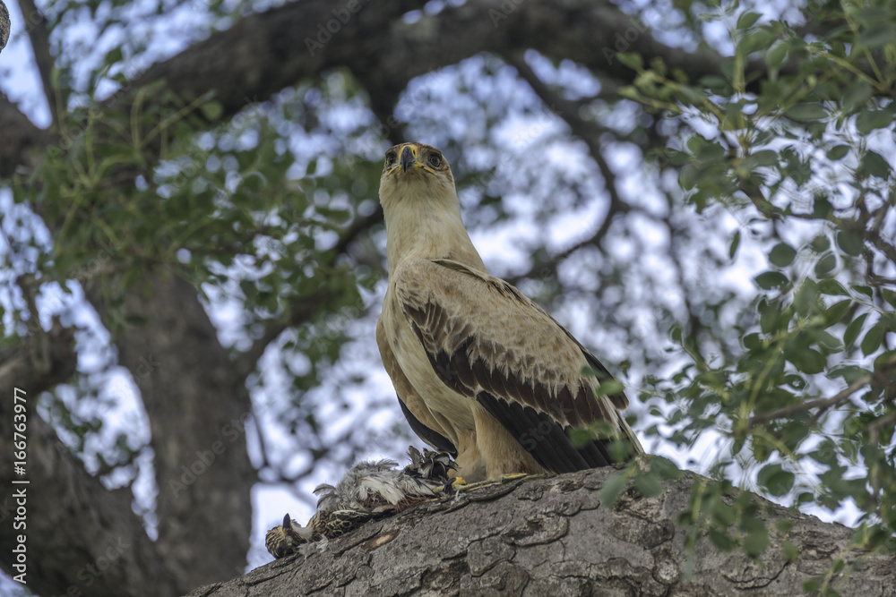 Tawny Eagle with its Franklin for breakfast Tawny Eagle with its Franklin for breakfast