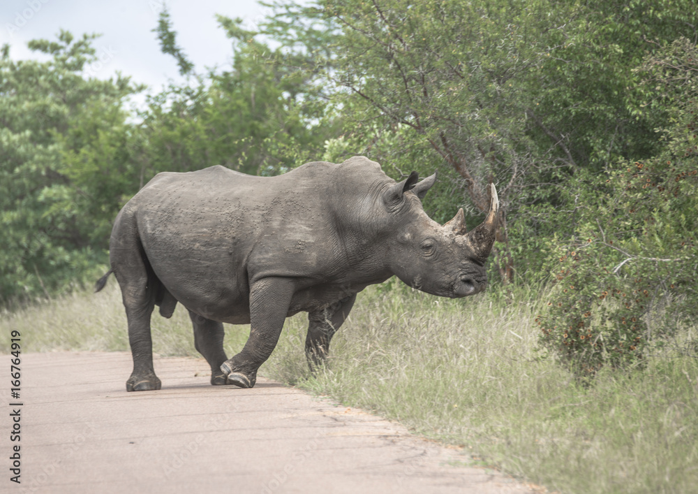 Fototapeta premium Rhino moving off the road presenting a fine Horne.