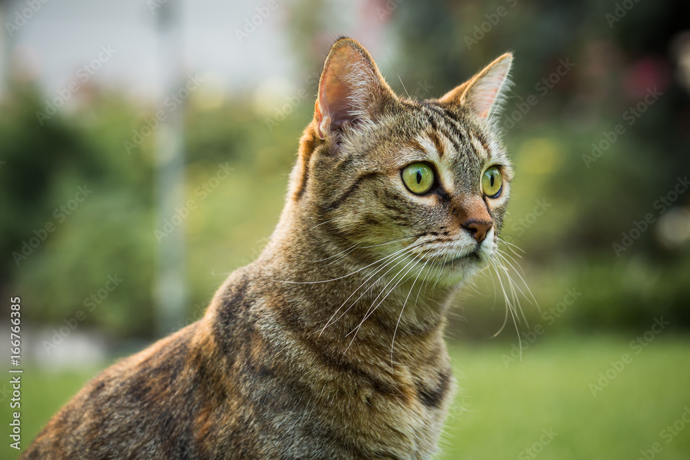 Portrait of a Healthy Mature Outdoor Cat with Green Eyes Portrait of a Healthy Mature Outdoor Cat with Green Eyes