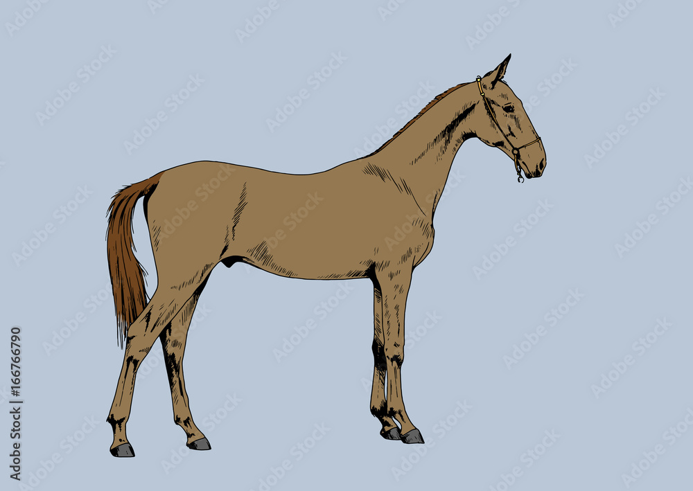 race horse without harness drawn by hand and colorized