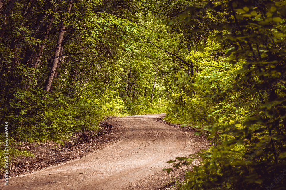 A dirt road in the wild Far East taiga A dirt road in the wild Far East taiga