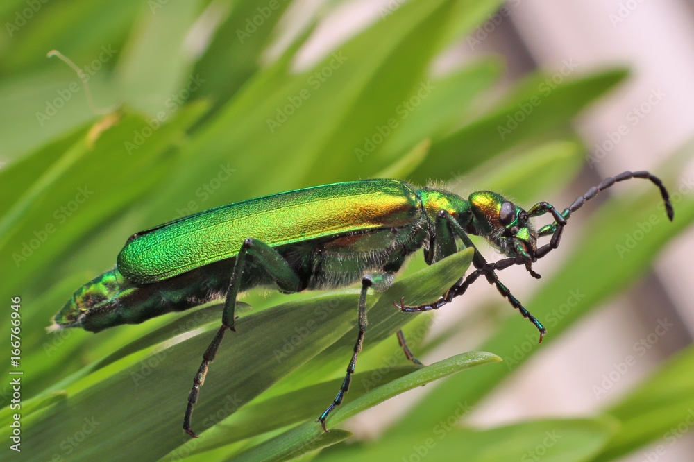 Naklejka premium Beetle