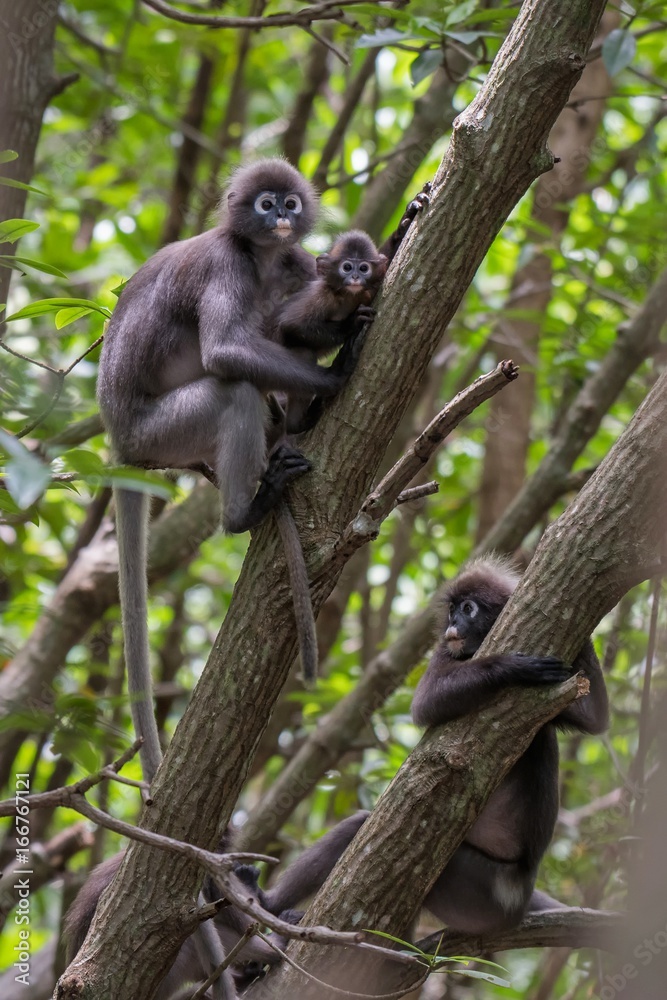 Family of Spectacled leaf Monkey at Satun Province, Sounthern of Thailand. Family of Spectacled leaf Monkey at Satun Province, Sounthern of Thailand.