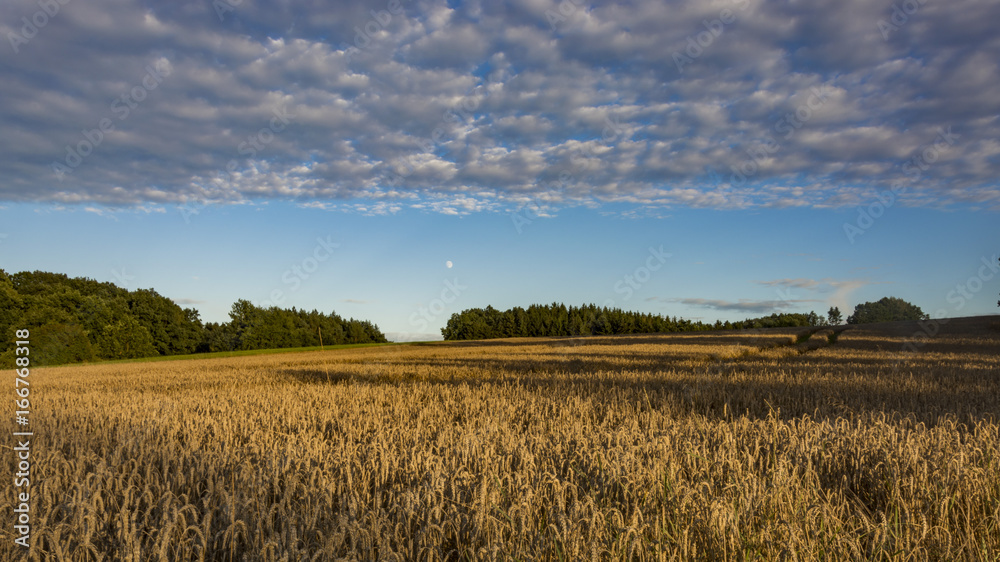 Clear blue sky over the corn field, which is brightened by shaft from the sun. Sunny landscape with moon. Clear blue sky over the corn field, which is brightened by shaft from the sun. Sunny landscape with moon.