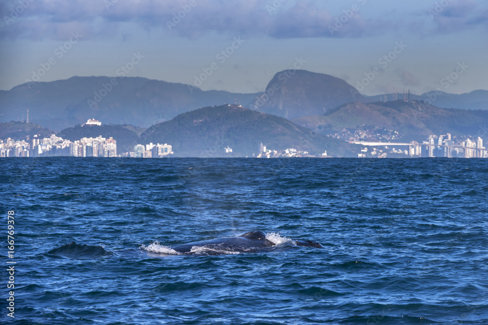 Fototapeta premium Humpback whale