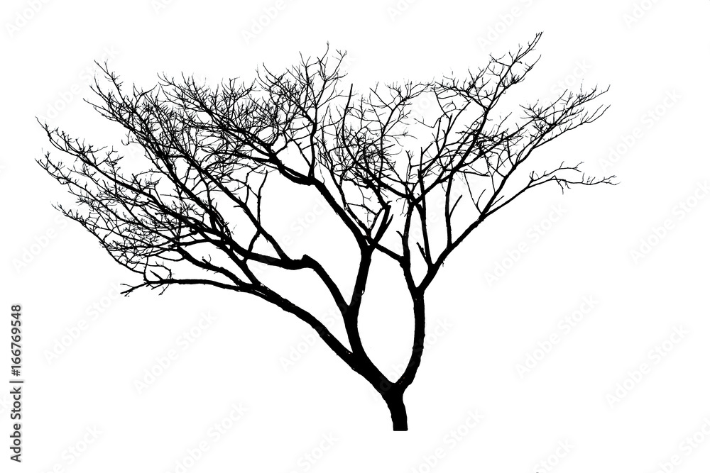 Silhouette dead tree isolated on white background for halloween or scary.with clipping path. Silhouette dead tree isolated on white background for halloween or scary.with clipping path.