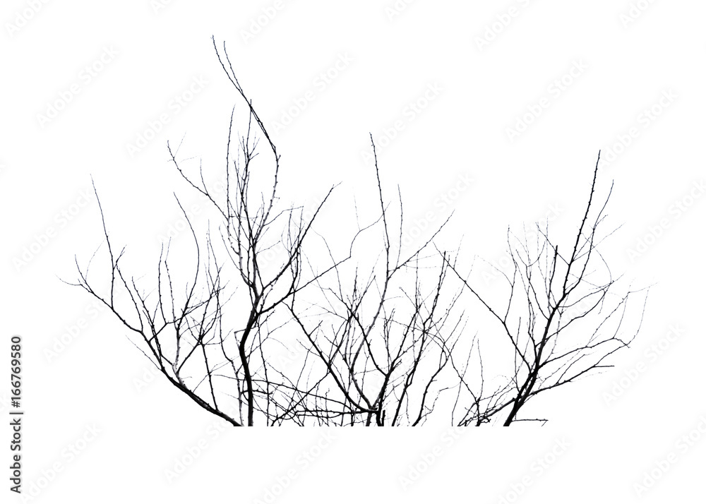 Silhouette dead tree isolated on white background for halloween or scary.with clipping path. Silhouette dead tree isolated on white background for halloween or scary.with clipping path.