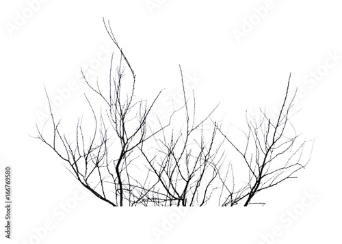 Silhouette dead tree isolated on white background for halloween or scary.with clipping path.