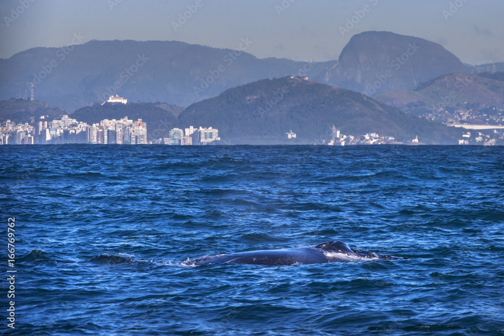 Fototapeta premium Humpback whale
