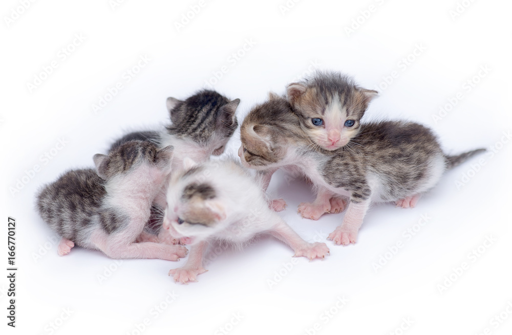 Cute kittens playing on white background Cute kittens playing on white background