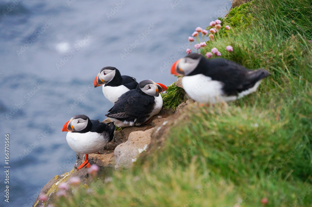 Atlantic Puffin in Latrabjarg cliffs, Iceland. Atlantic Puffin in Latrabjarg cliffs, Iceland.