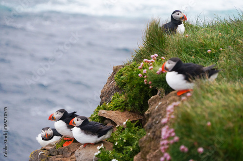 Atlantic Puffin in Latrabjarg cliffs, Iceland. photo