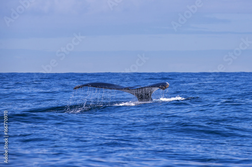 Humpback whale © Leonardo