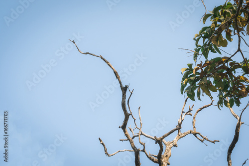 branch blue sky dry