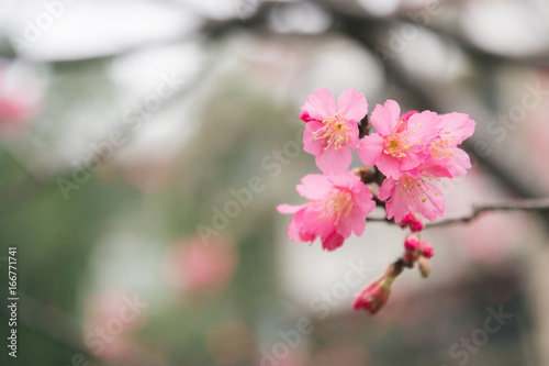 beautiful blooming pink sakura flowers (Yaezakura) are in front of soft natural background under blue sky, Taiwan. photo