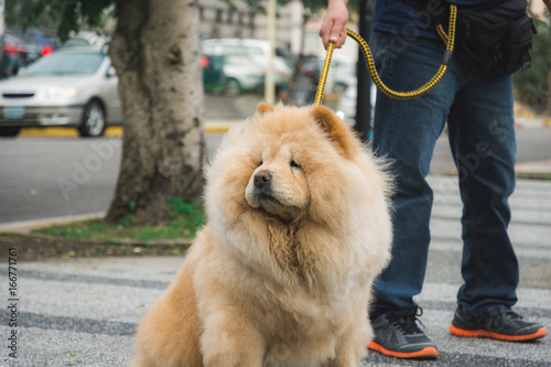 dog pulling on a leash