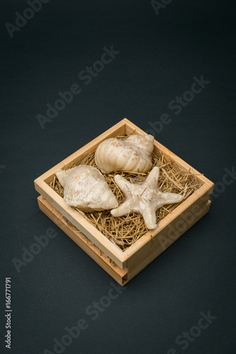 seashells in wood box black blackground