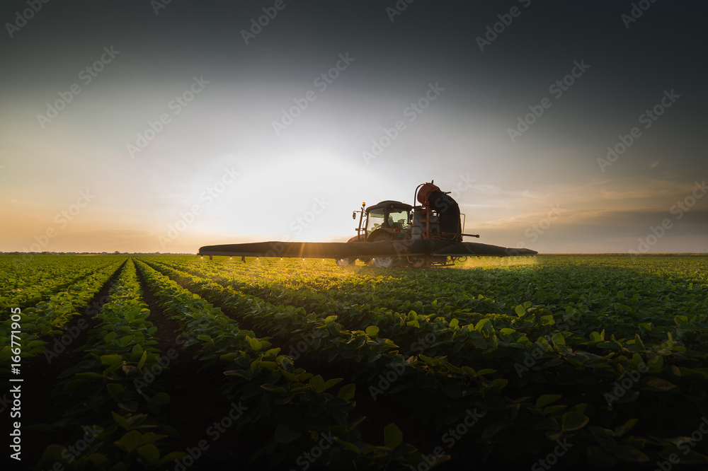 Naklejka premium Tractor spraying soybean field at spring