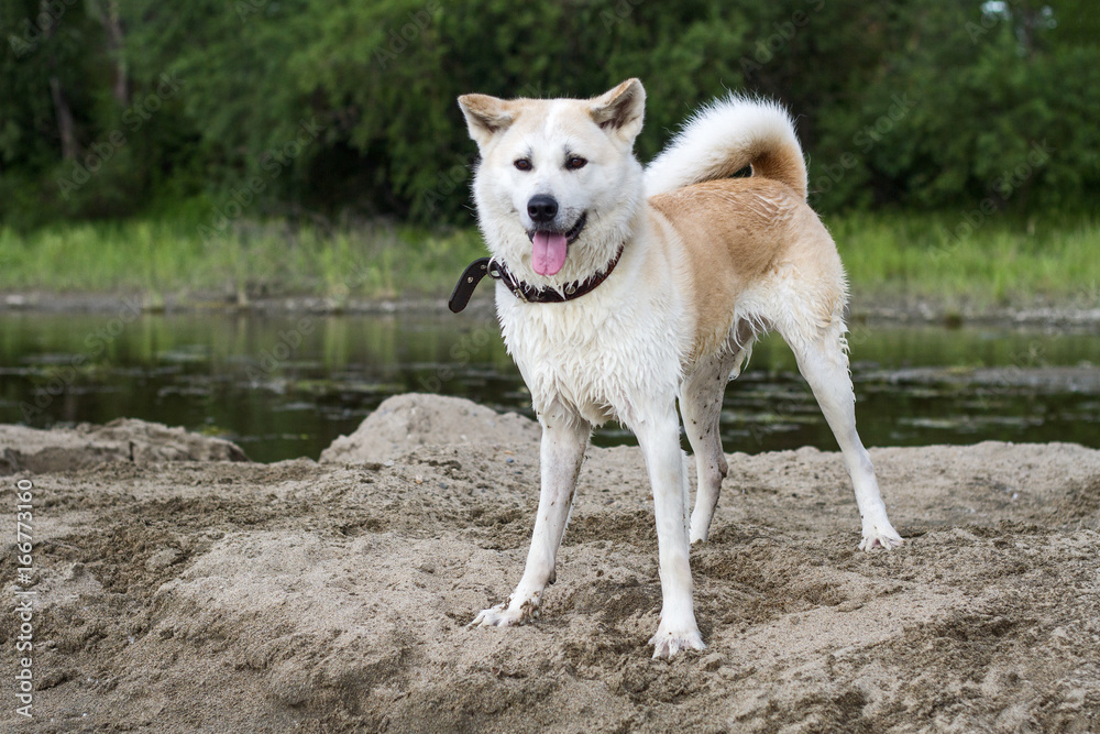 Funny beautiful wet dog Japanese Akita Inu on an island of sand among the  river in summer on a natural green background. Stock Photo | Adobe Stock