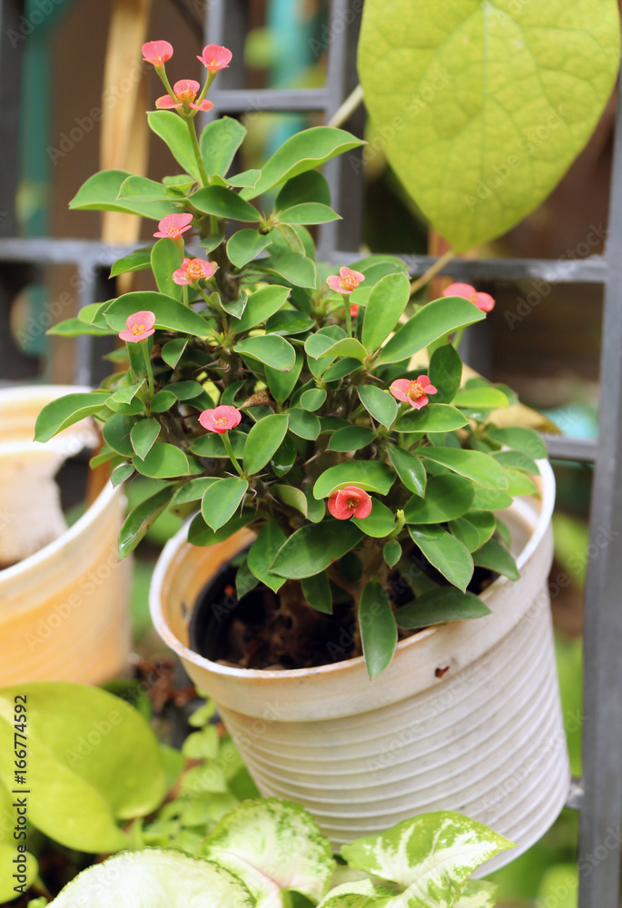 Dwarf crown of thorns flower in the white small pot on the railing. Small Christ Thorn on the metal fence. Dwarf crown of thorns flower in the white small pot on the railing. Small Christ Thorn on the metal fence.