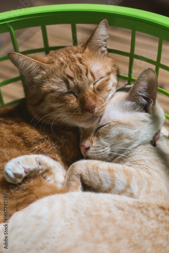 Cat hugging in the basket