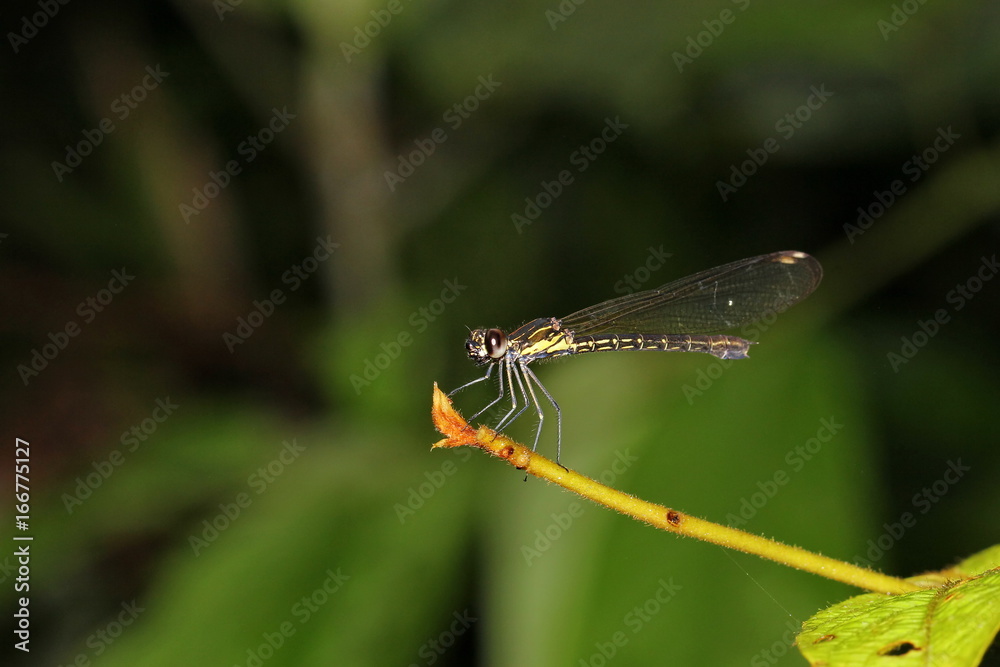dragonfly
