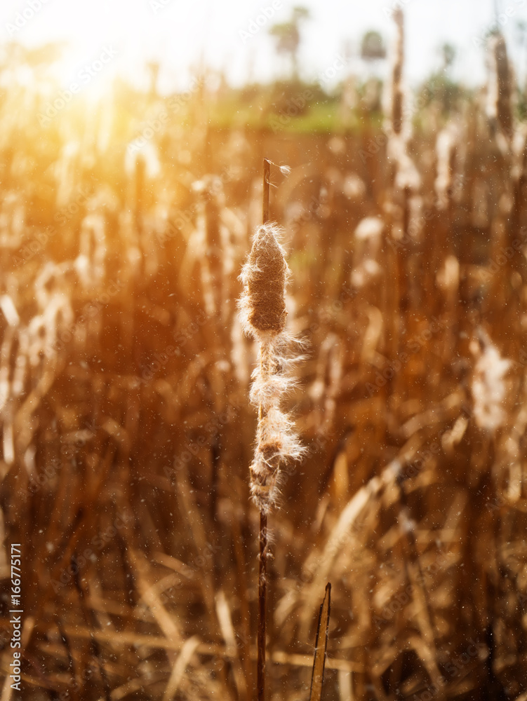 Obraz premium Typha angustifolia seeds on tree.