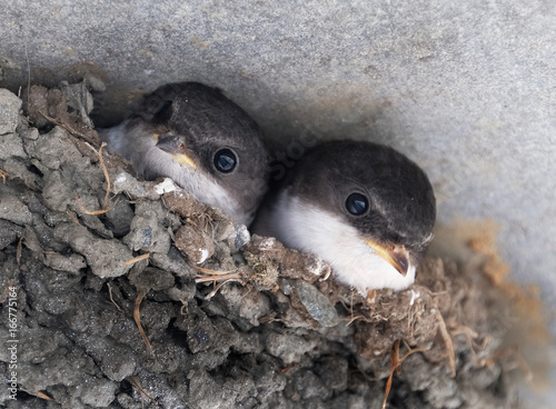 Photos House martin young in mud nest on house wall.