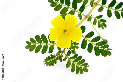 Tribulus terrestris plant with flower and leaf on white backgroung. photo