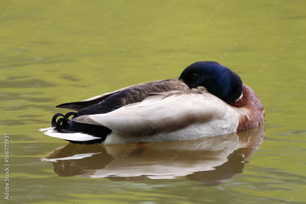 Obraz premium Canard colvert