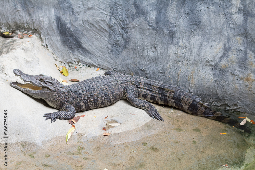Naklejka premium Siamese Freshwater Crocodile is sleeping near the pond in the zoo of thailand