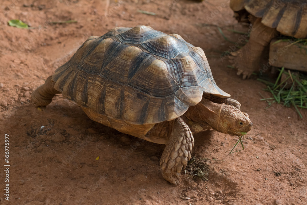 Sulcata tortoise, African spurred tortoise (Geochelone sulcata) is one of the largest species of tortoise in the world. Sulcata tortoise, African spurred tortoise (Geochelone sulcata) is one of the largest species of tortoise in the world.