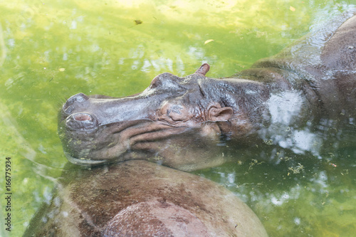 Portrait of a hippopotamus floating on the water in the zoo