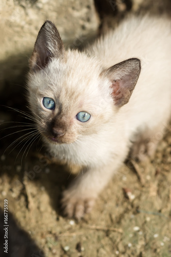 Close up a baby cat on the ground.