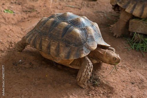 Sulcata tortoise, African spurred tortoise (Geochelone sulcata) is one of the largest species of tortoise in the world.