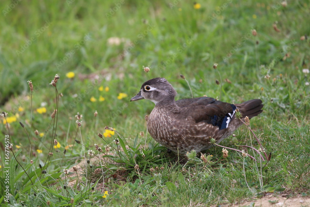 canard