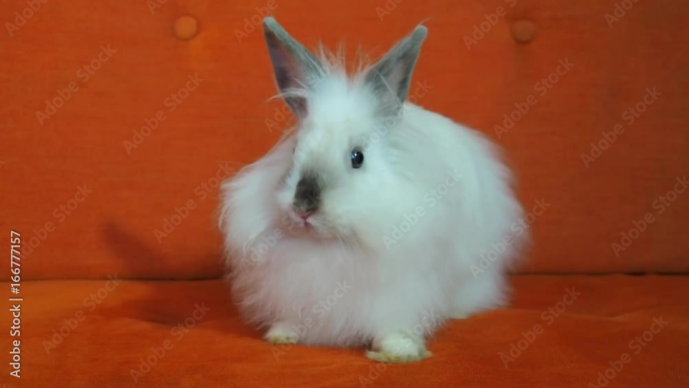 A beautiful fluffy white rabbit. Home rabbit on the couch. A beautiful fluffy white rabbit. Home rabbit on the couch.