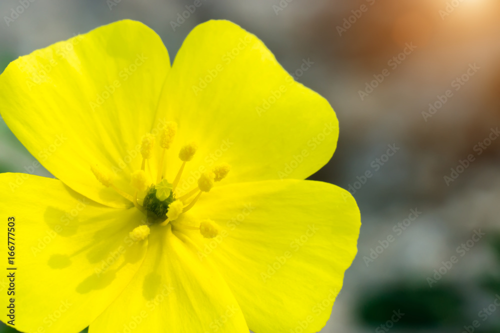 Yellow flowers of Tribulus terrestris plant. Yellow flowers of Tribulus terrestris plant.