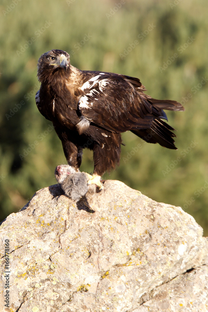 Adult female of Spainsh imperial eagle. Aquila adalberti Adult female of Spainsh imperial eagle. Aquila adalberti