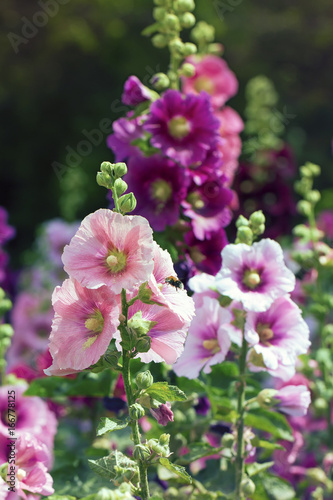 Variety of mallow flowers on the flowerbed, colorful summer vertical background