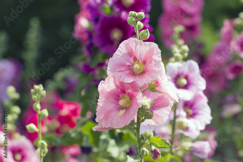 Variety of mallow flowers on the flowerbed, colorful summer background