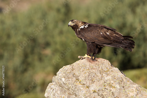 Adult female of Spainsh imperial eagle. Aquila adalberti