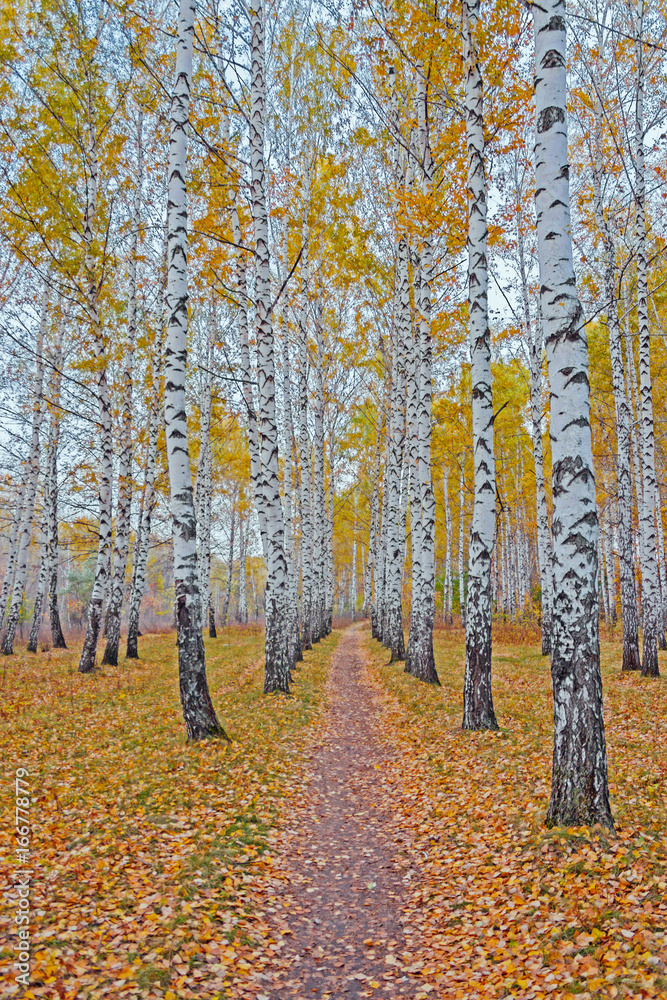 Obraz premium autumn birch forest