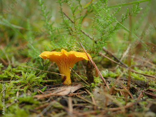 edible mushrooms chanterelle