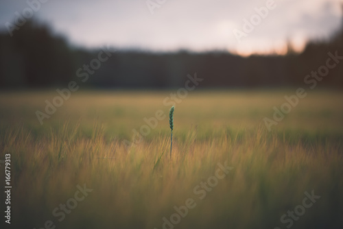 Close-up of rye with golden back light