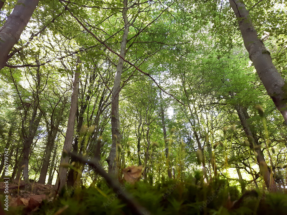 Obraz premium Forest