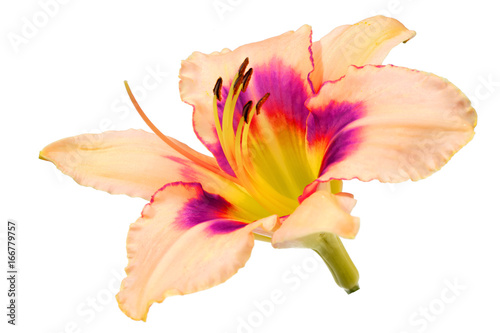 Fototapeta Naklejka Na Ścianę i Meble -  day lily flower isolated on white background