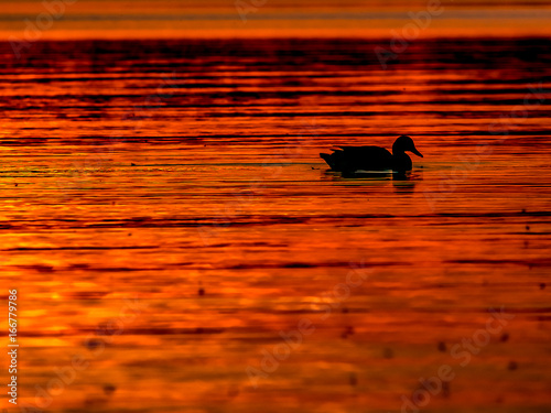 Romantyczne kaczki na tle zachodzącego słońca