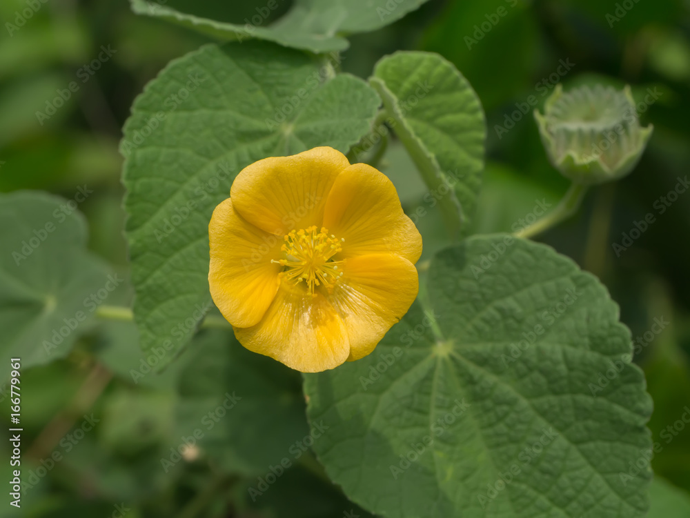 Close up of Country mallow flower in the garden. Close up of Country mallow flower in the garden.
