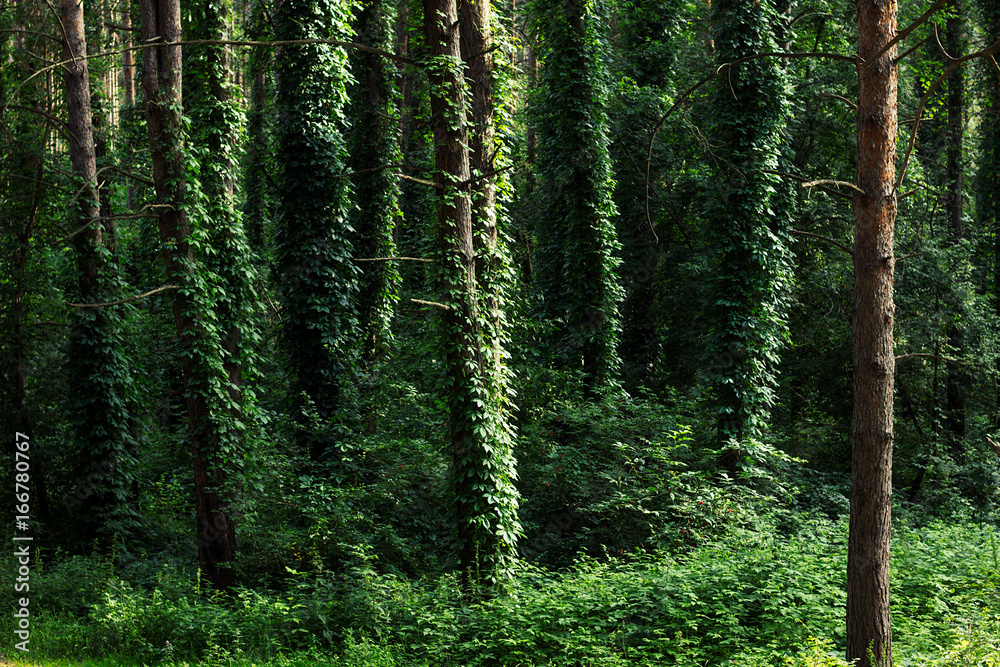 Obraz premium Trees enlaced with ivy